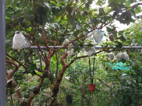 Ganoun Homestay